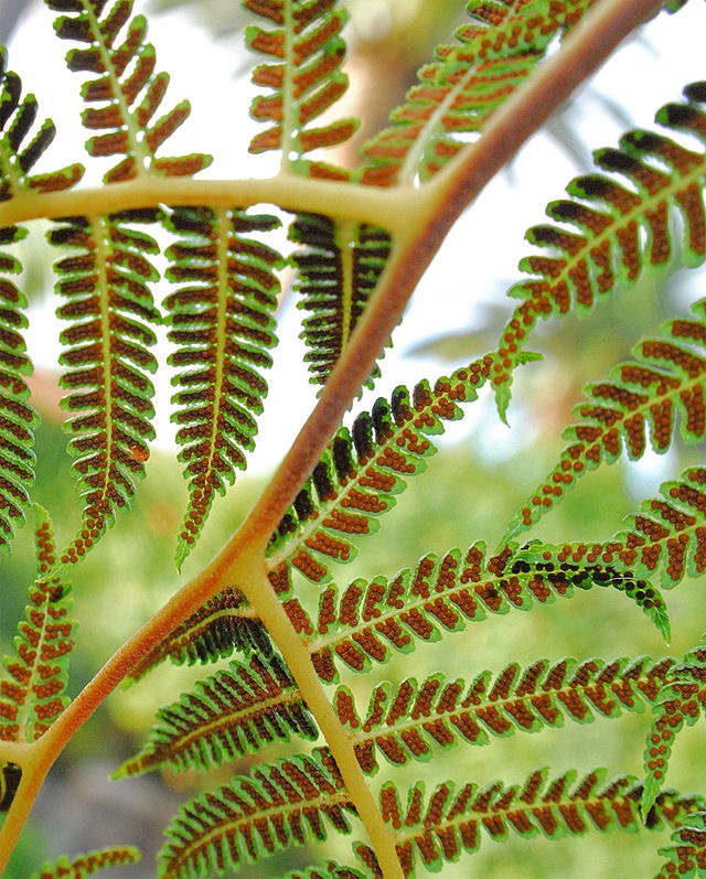 蕨类植物孢子囊群